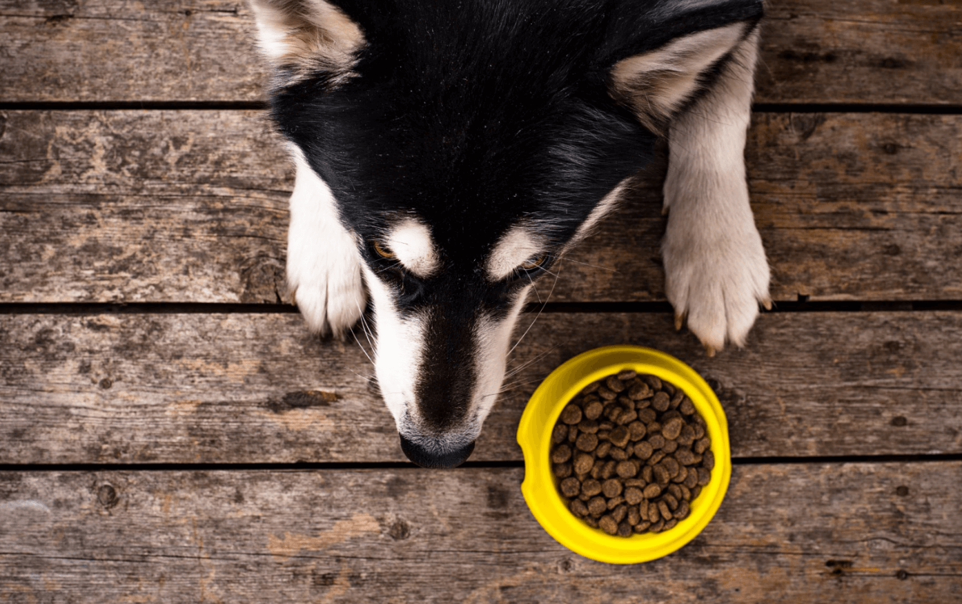 Sundt foder til hunde 